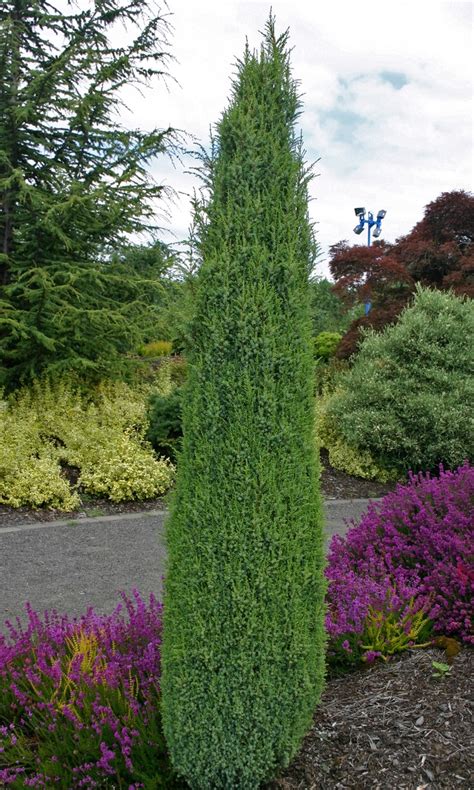 Juniperus communis 'Hibernica' (irländsk Juniper)